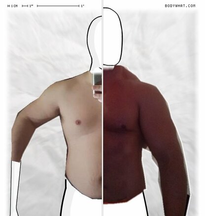 Torso Comparison