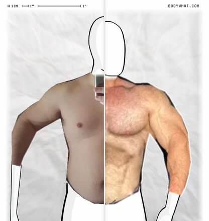 Torso Comparison