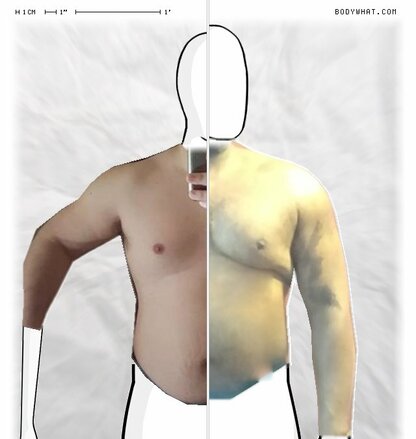 Torso Comparison