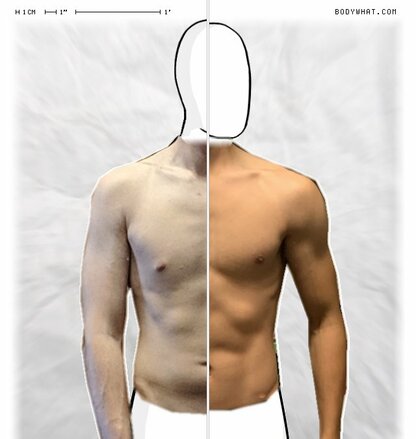 Torso Comparison