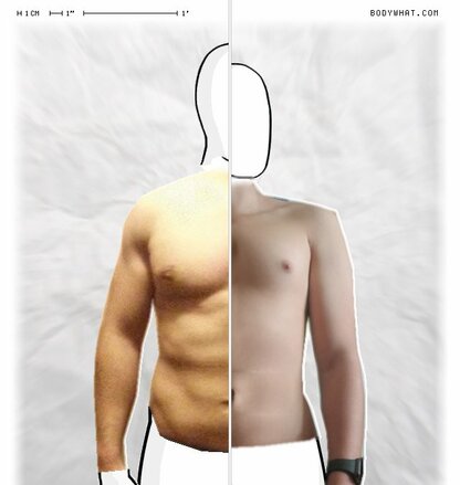 Torso Comparison