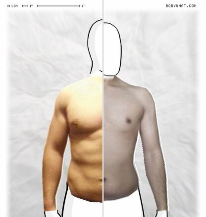 Torso Comparison