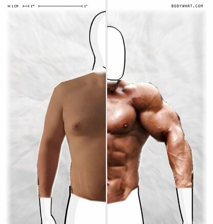 Torso Comparison