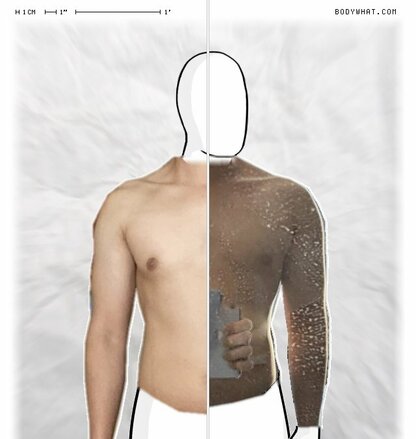Torso Comparison