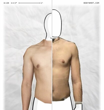 Torso Comparison
