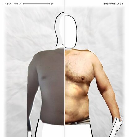 Torso Comparison