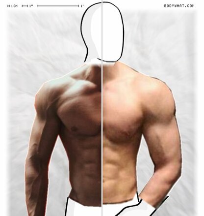 Torso Comparison