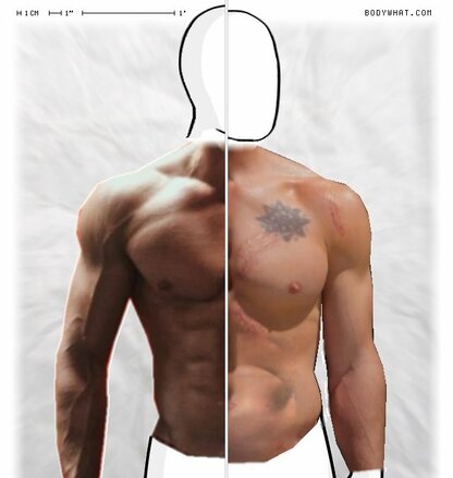 Torso Comparison