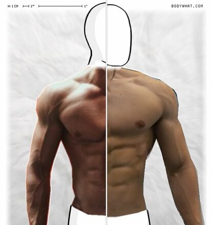 Torso Comparison