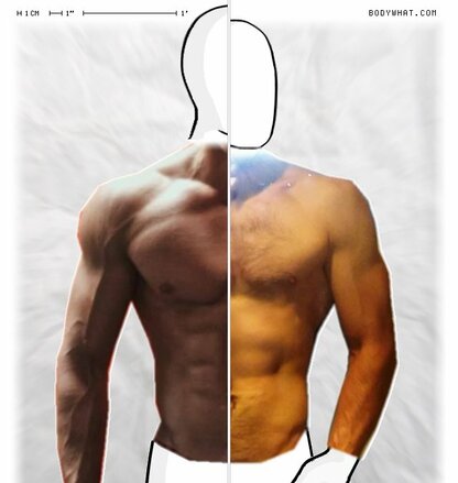 Torso Comparison