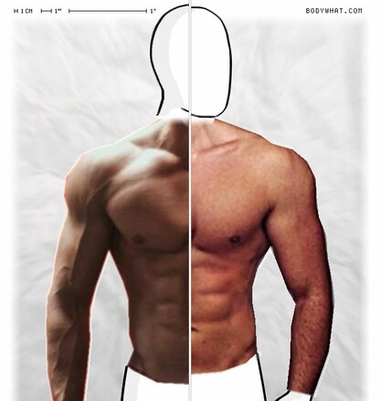Torso Comparison