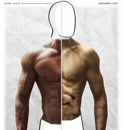 Torso Comparison