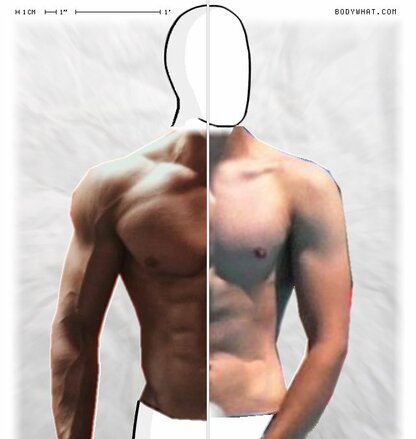 Torso Comparison