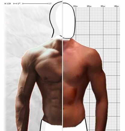 Torso Comparison