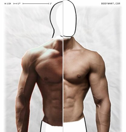 Torso Comparison