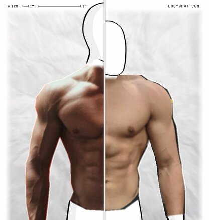 Torso Comparison