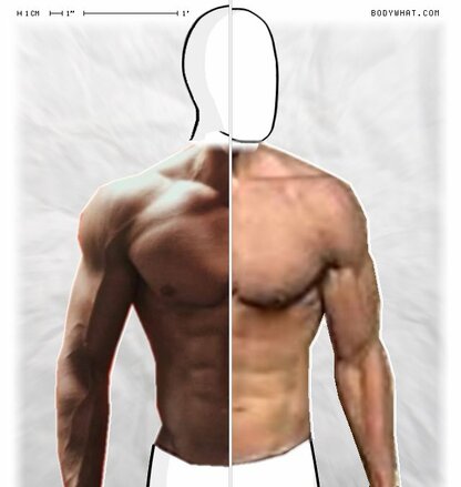 Torso Comparison
