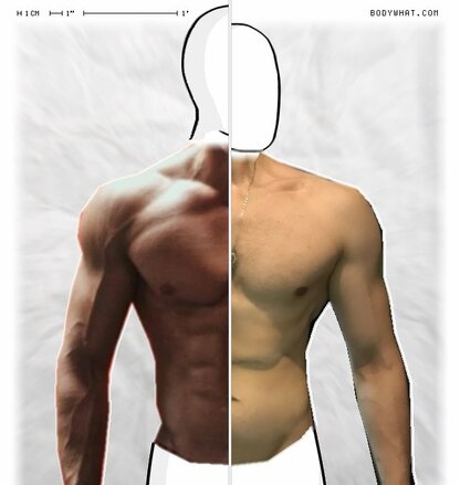 Torso Comparison