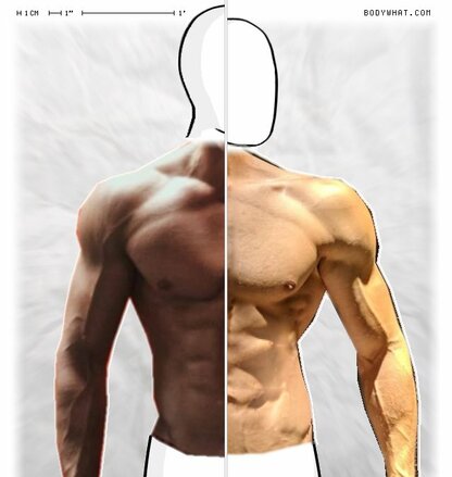 Torso Comparison