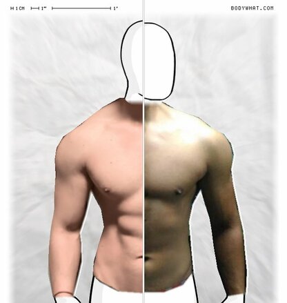 Torso Comparison