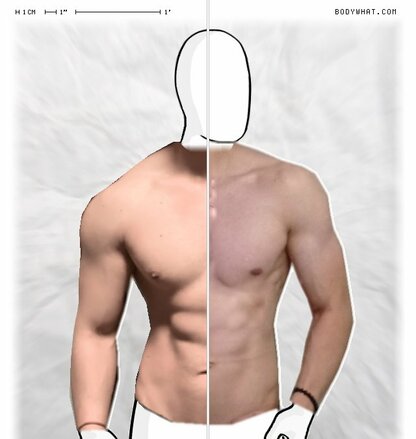 Torso Comparison