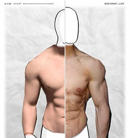 Torso Comparison