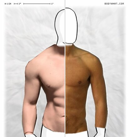 Torso Comparison