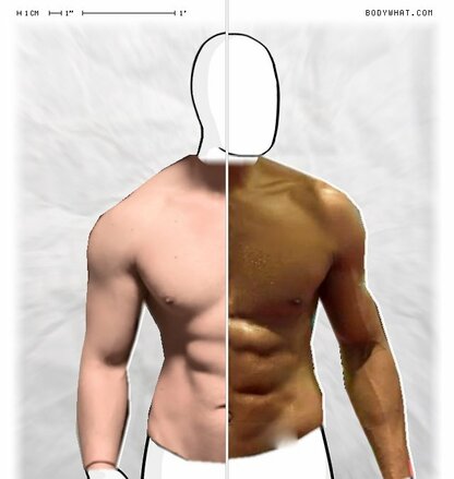 Torso Comparison