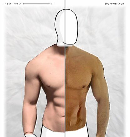 Torso Comparison