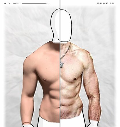 Torso Comparison