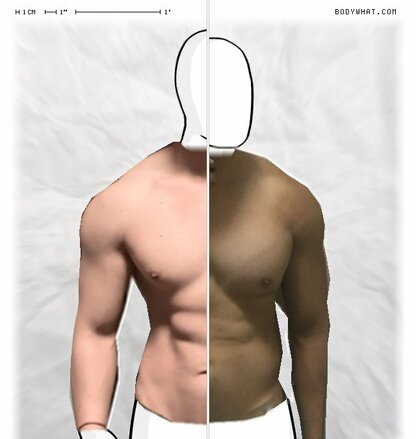 Torso Comparison