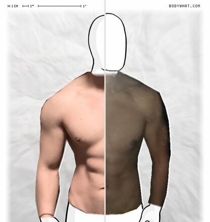 Torso Comparison