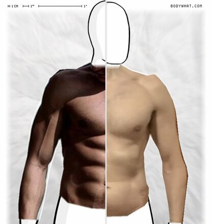 Torso Comparison