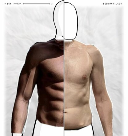 Torso Comparison