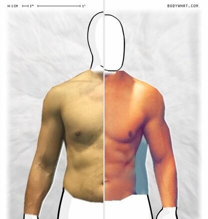 Torso Comparison