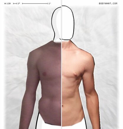 Torso Comparison