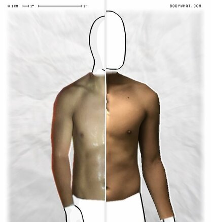 Torso Comparison