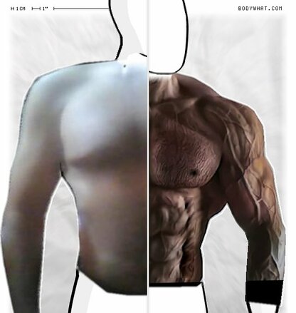 Torso Comparison