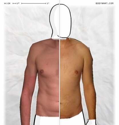 Torso Comparison