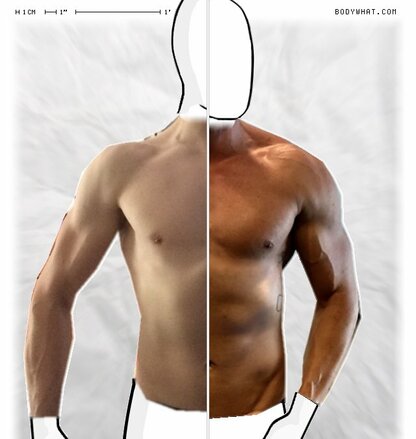 Torso Comparison