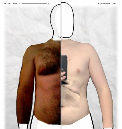 Torso Comparison