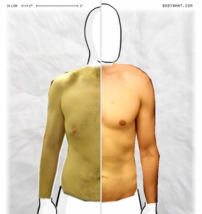 Torso Comparison