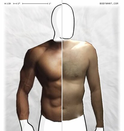 Torso Comparison