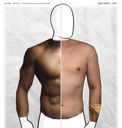 Torso Comparison