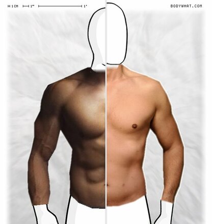 Torso Comparison