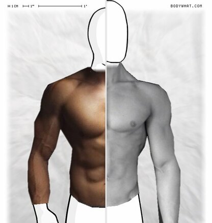 Torso Comparison