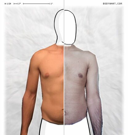 Torso Comparison