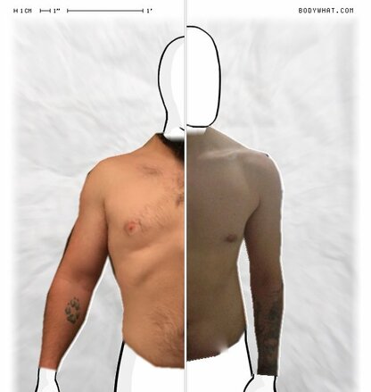 Torso Comparison