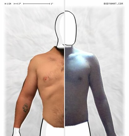 Torso Comparison