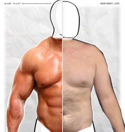 Torso Comparison